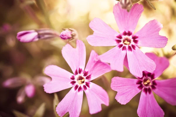 Blossom phlox квіти — стокове фото