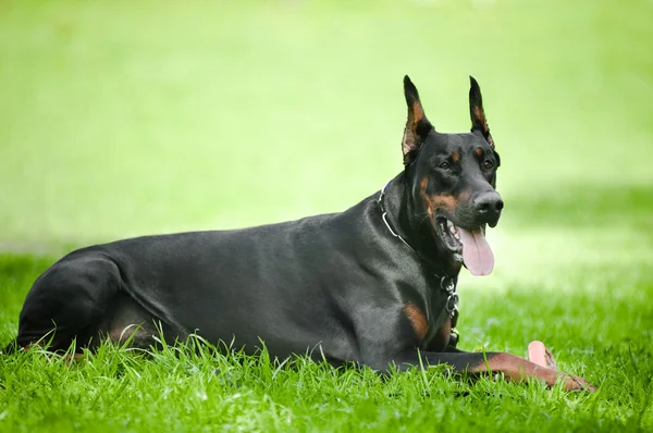 Μαύρο doberman pinscher — Φωτογραφία Αρχείου