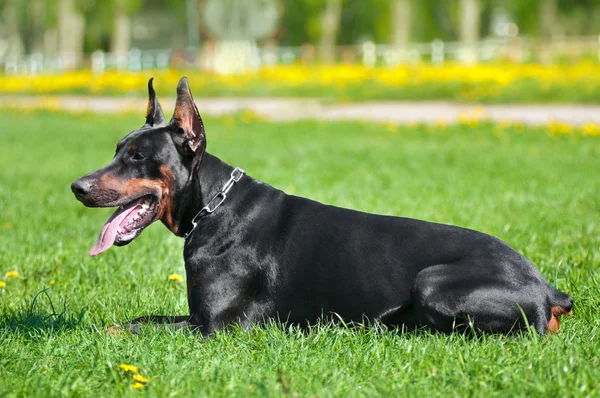 Preto doberman pinscher — Fotografia de Stock