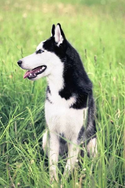 Siberian husky stående i gräs — Stockfoto