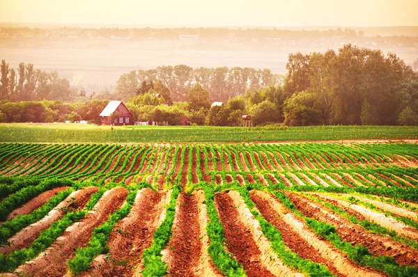 Champ agricole avec maison et arbres — Photo