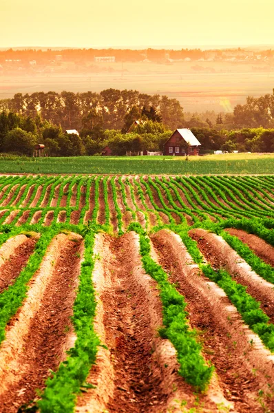 Agricultural field with house and trees — Stock Photo, Image