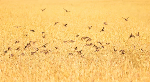 Passeri che sorvolano il campo di grano — Foto Stock