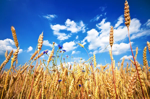 Wheat field and blue sky — Stock Photo, Image