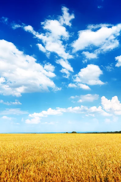Ladang gandum dan langit biru — Stok Foto