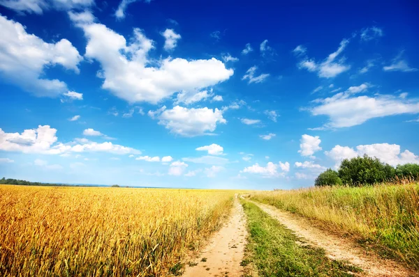 Ülke yol kenarında buğday alanı — Stok fotoğraf