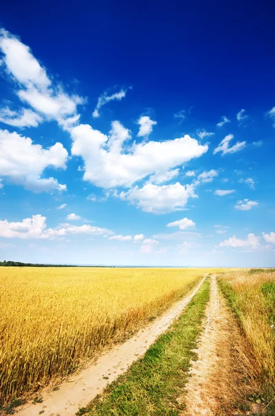 Route de campagne à côté du champ de blé — Photo