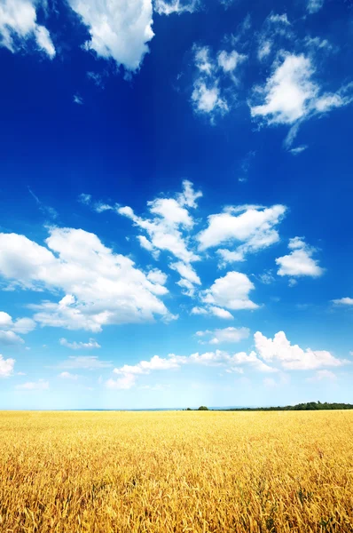 Weizenfeld und blauer Himmel — Stockfoto