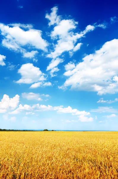 Πεδίο σιταριού και γαλάζιος ουρανός — Φωτογραφία Αρχείου
