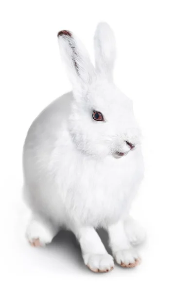 Bílý roztomilý králík — Stock fotografie