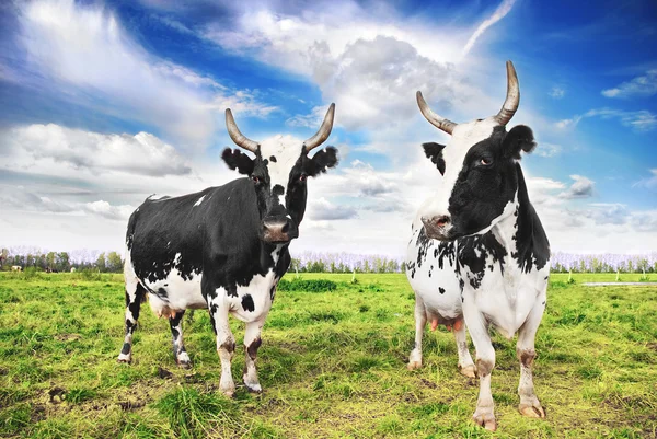 Otlayan inek sürüsü — Stok fotoğraf