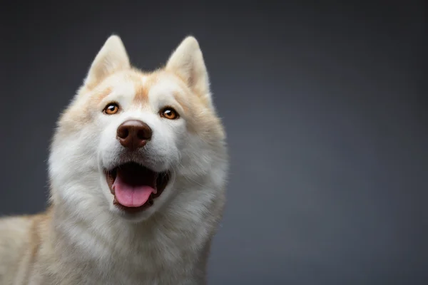 Siberian husky på grå — Stockfoto