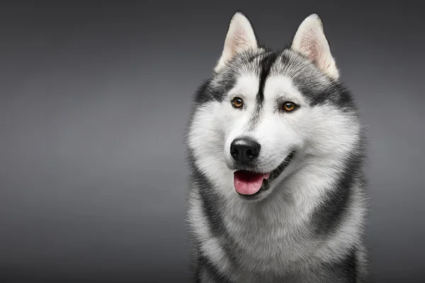 Siberian husky på grå — Stockfoto