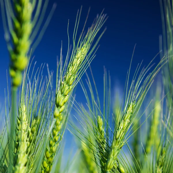 밀밭 과푸른 하늘 — 스톡 사진