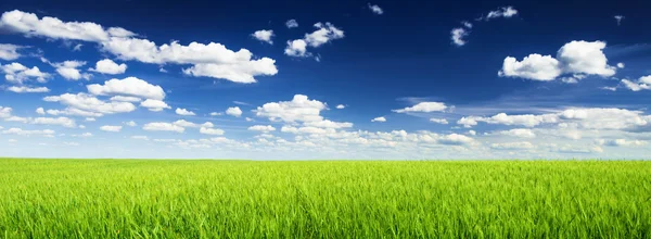 Champ de blé contre ciel bleu — Photo