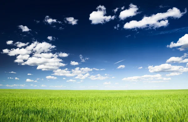 Weizenfeld gegen blauen Himmel — Stockfoto