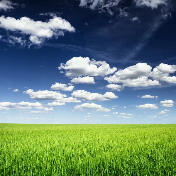 Weizenfeld gegen blauen Himmel — Stockfoto