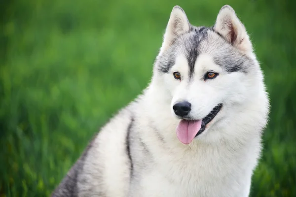 Σιβηρία σκύλος χάσκεϋ για την πράσινη χλόη — Φωτογραφία Αρχείου