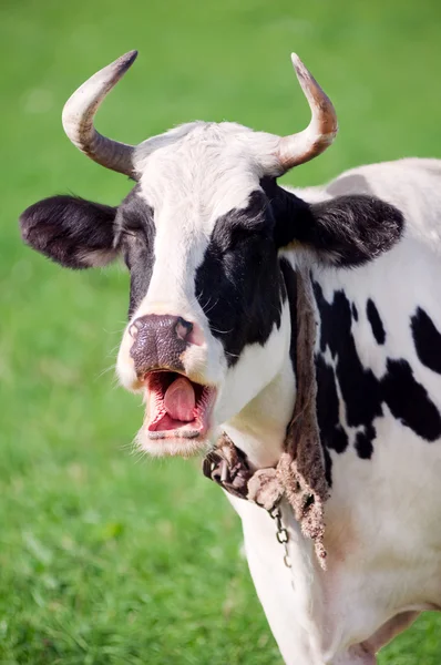 Pastoreio de vaca engraçado — Fotografia de Stock