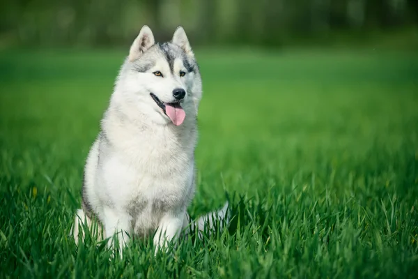 Siberian husky na zielonej trawie — Zdjęcie stockowe