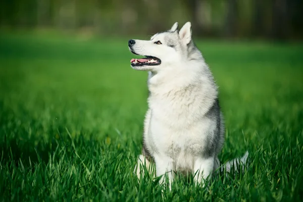 Siberian husky on green grass — Stock Photo, Image