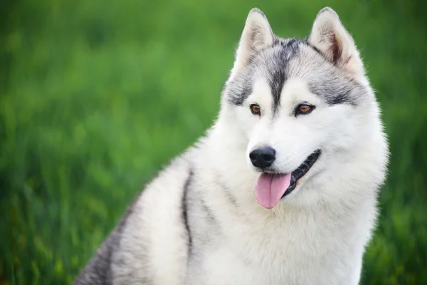 Siberian husky on green grass Stock Image