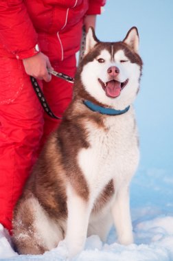 Siberian dış yapraklar sahibi ile