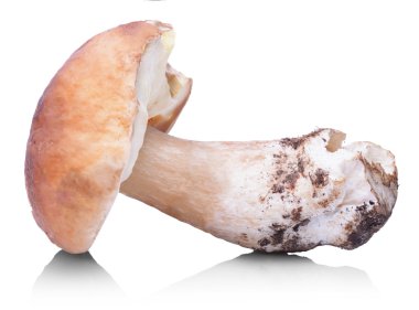 ham boletus mantarı