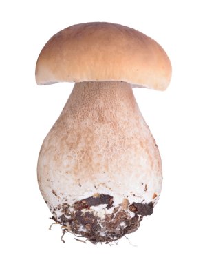 ham boletus mantarı
