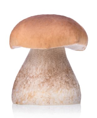 ham boletus mantarı