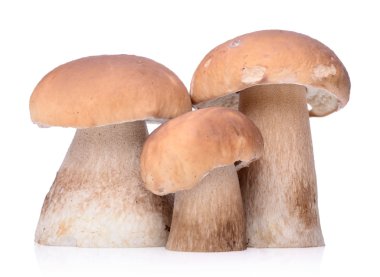 ham boletus mantarı mantar