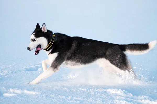 Siberische husky draait op sneeuw — Stockfoto