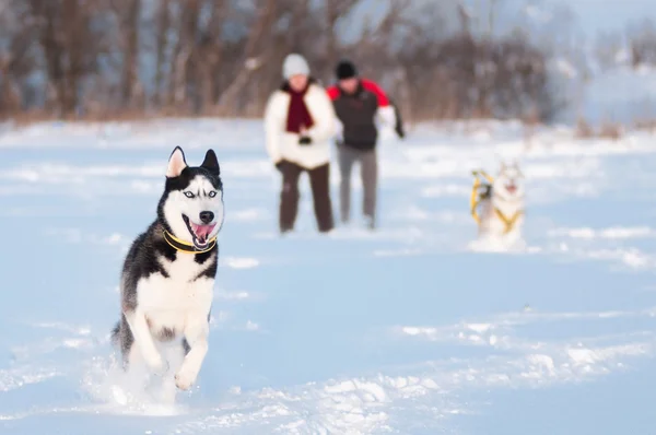 Siberische husky honden — Stockfoto