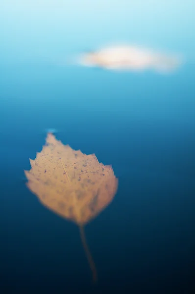 Düşen sonbahar yaprağı