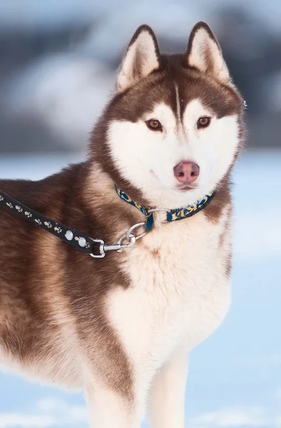 Siberian husky on white snow — Stock Photo, Image