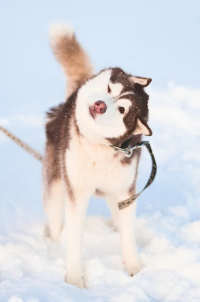 Siberische husky op witte sneeuw — Stockfoto