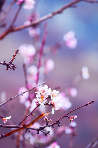 Flowers of almond close-up