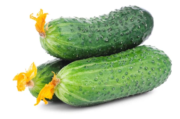 Verse rauwe komkommer — Stockfoto