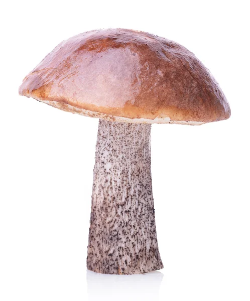 Boletus gorra marrón —  Fotos de Stock