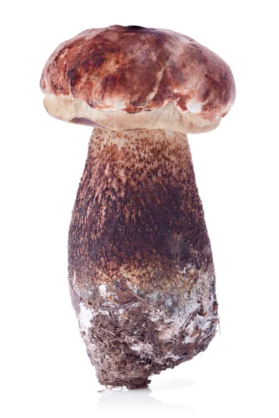 Ruwe boletus edulis — Stockfoto