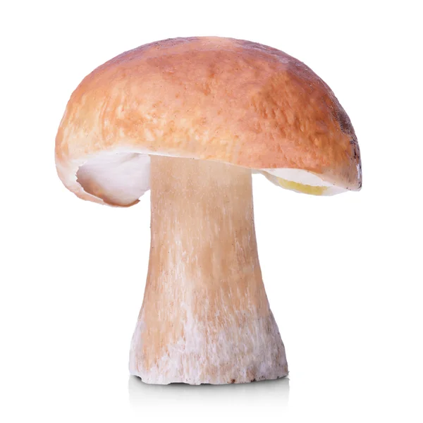 Rå boletus edulis — Stockfoto