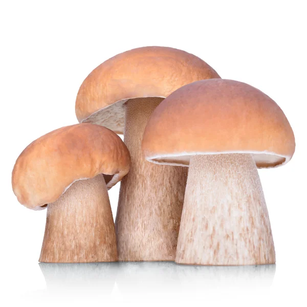 Сирі болети edulis гриби — стокове фото