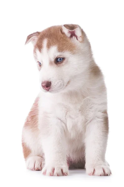 Roztomilé štěňátko husky — Stock fotografie