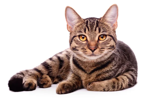 Kahverengi gözlü kedi — Stok fotoğraf