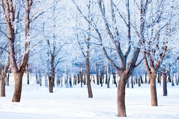 Winterdag in het park — Stockfoto