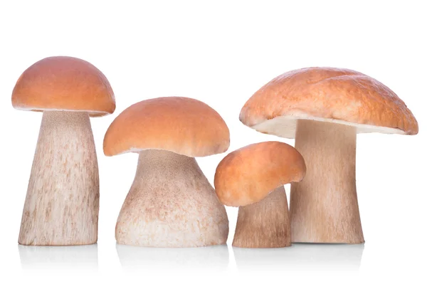 Raw boletus edulis mushrooms — Stock Image Raw boletus edulis mushrooms Royalty Free Stock Images