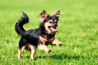 Kabarık chihuahua çimenlerin üzerinde çalışır