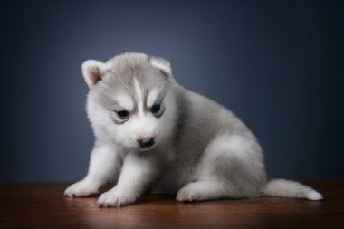 Sibirya kurt köpeği.