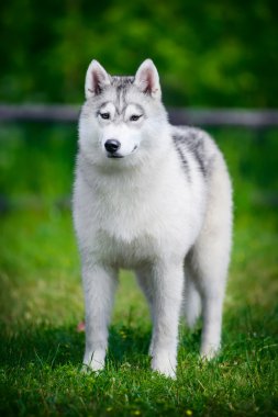 Siberian dış yapraklar yeşil çimenlerin üzerinde