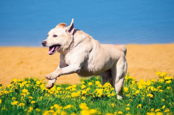 遊び心のあるラブラドル ・ レトリーバー犬 — ストック写真